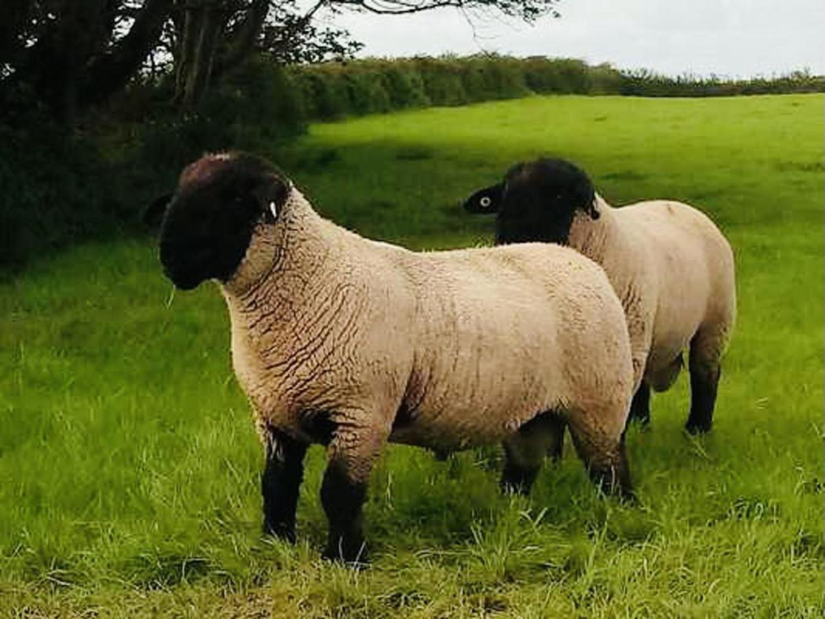 The Snuggly Sheep Shepherd Hut Farm Stay Ballyshannon Exterior photo